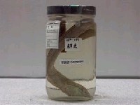 藏品(黃鱔)的圖片